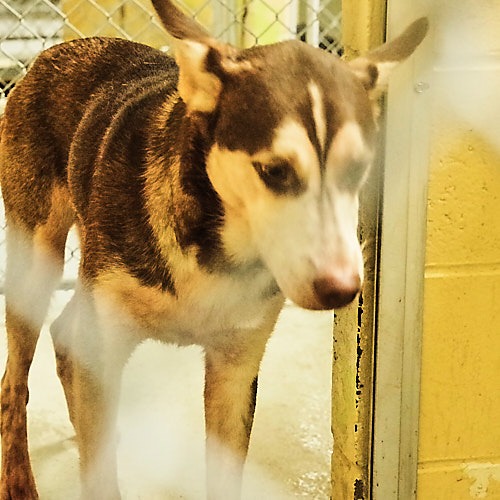 Tulsa Animal Welfare Shelter - TulsaPets Magazine